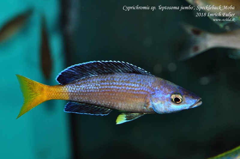 Cyprichromis sp. 'brilliant jumbo' (Speckleback Moba)